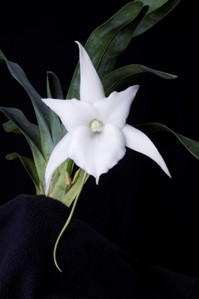 Angraecum Cloud's Christmas Cradle Steve's Star AM/AOS 83 pts.